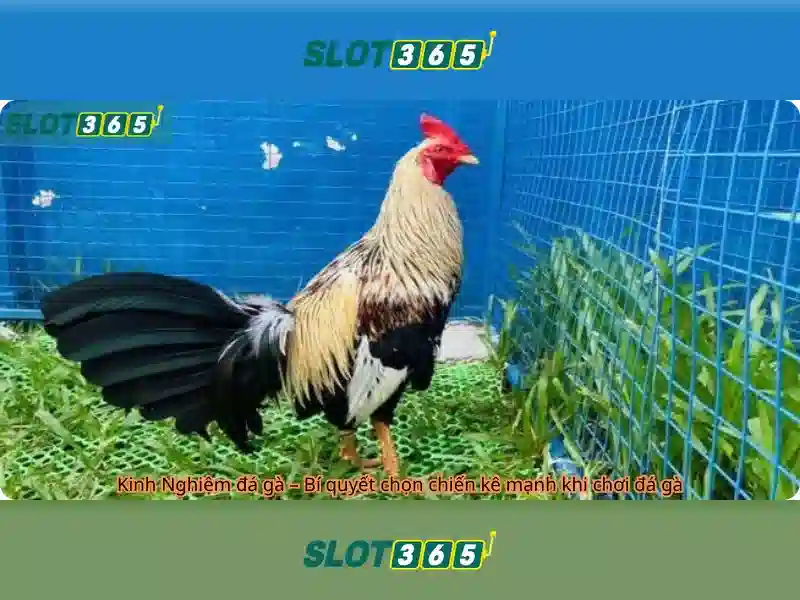 Slot365 - Nền tảng slot trực tuyến hàng đầu
